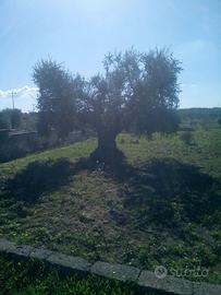 Terreno agricolo in Crispiano (TA)