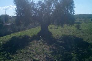Terreno agricolo in Crispiano (TA)