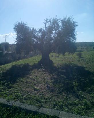 Terreno agricolo in Crispiano (TA)