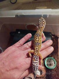 Gechi leopardino