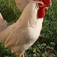 Animali