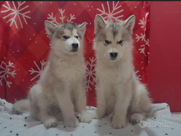 Pronta per la cessione Alaskan Malamute