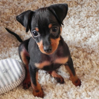 Cuccioli di Pinscher mix chihuahua
