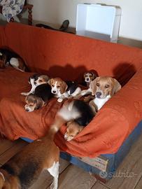 Cucciole di Beagle