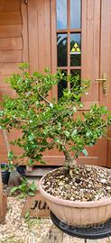 Phillyrea Bonsai