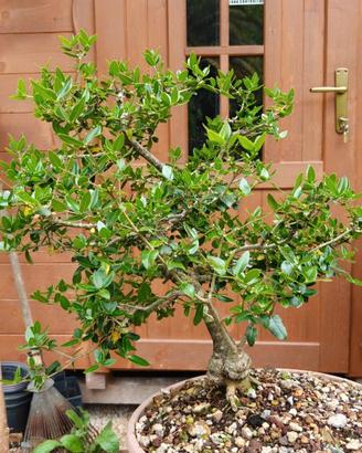 Phillyrea Bonsai