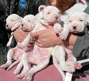 Cuccioli di dogo argentino