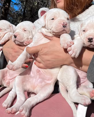 Cuccioli di dogo argentino