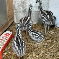Emu baby