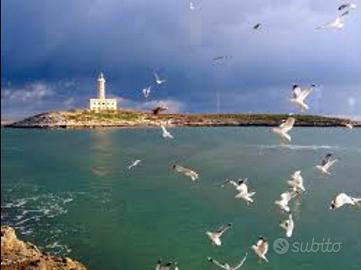 Sul mare. Disponibile 11 /18 luglio