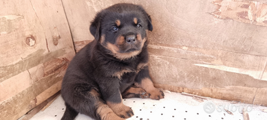 Cucciola di rottweiler femmina