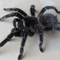 Lasiodora parahybana Migale tarantola sling