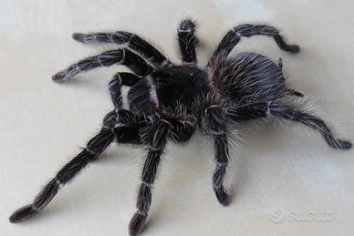 Lasiodora parahybana Migale tarantola sling