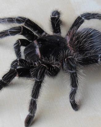 Lasiodora parahybana Migale tarantola sling
