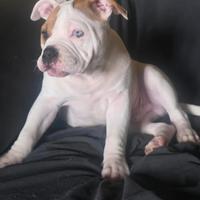 American bully