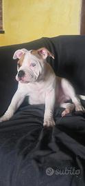 American bully