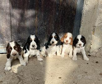 Cocker spaniel cuccioli