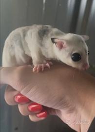 Trio Petauri dello zucchero