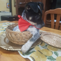 Cucciolo di due mesi a zamba corta mini piccolo