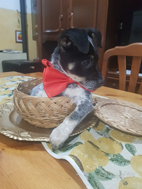 Cucciolo di due mesi a zamba corta mini