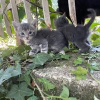 Si regalano gattini simil-siamesi e non