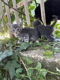 Si regalano gattini simil-siamesi e non