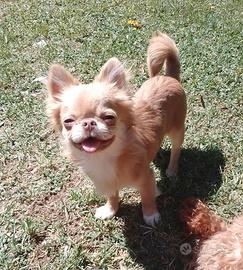 Chihuahua