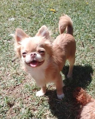 Chihuahua