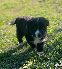 Border Collie cucciolo