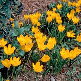   20 bulbi di sternbergia lutea  