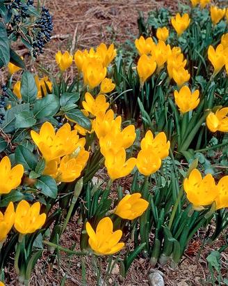   20 bulbi di sternbergia lutea  