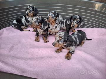 Bassotto arlecchino silver cuccioli