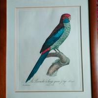 Stampe d'epoca pappagalli