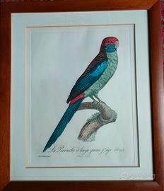 Stampe d'epoca pappagalli