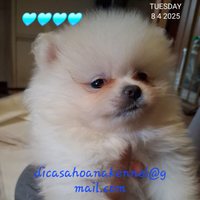 Spitz nano Pomerania