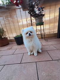 Volpino Pomerania