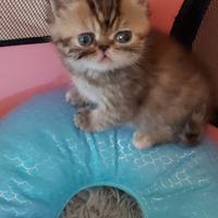 Gattine Persiane Esotiche