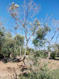 Terreno agricolo (Uliveto)