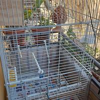 gabbia pappagalli ara cenerini, piccola taglia
