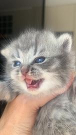 British shorthair/longhair