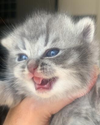British shorthair/longhair