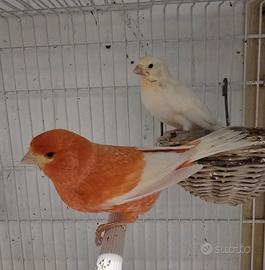 Canarini rossi ala bianca coppie