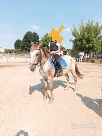 Pony doppio pony per tutti