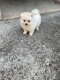 Cuccioli Spitz tedesco nano 
