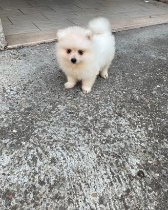 Cuccioli Spitz tedesco nano 