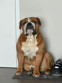 Bulldog inglese per monta