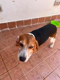 Beagle