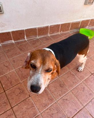 Beagle