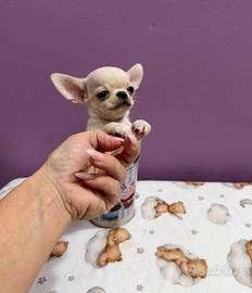 Chihuahua