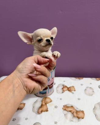 Chihuahua